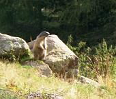 25 Marmotta di sentinella